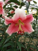 [5208 Sannomiya 20 ST No01.JPG]